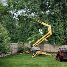 Best Palm Tree Trimming  in Cactus Flats, AZ