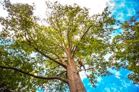 Best Storm Damage Tree Cleanup  in Cactus Flats, AZ