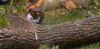 Best Tree and Shrub Care  in Cactus Flats, AZ