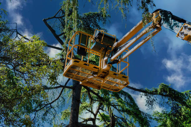 Best Tree Maintenance Programs  in Cactus Flats, AZ