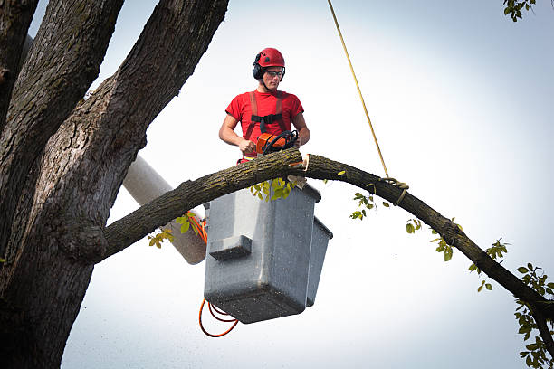 Best Hazardous Tree Removal  in Cactus Flats, AZ